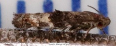 Mompha argentimaculella