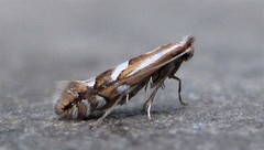 Phyllonorycter propinquinella