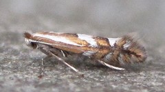Phyllonorycter propinquinella