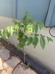 Juglans nigra