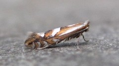 Phyllonorycter propinquinella