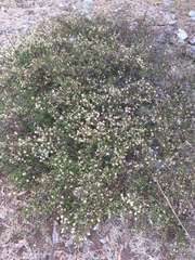 Ceanothus buxifolius