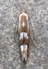 Phyllonorycter propinquinella