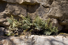 Myriopteris windhamii