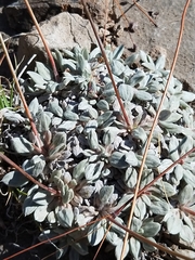 Eriogonum havardii