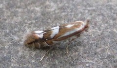 Phyllonorycter propinquinella