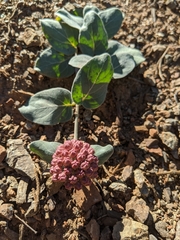 Asclepias solanoana
