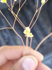 Eriogonum havardii