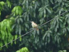 Furnarius leucopus cinnamomeus