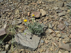 Erigeron aphanactis aphanactis