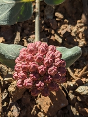 Asclepias solanoana