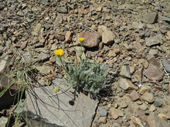 Erigeron aphanactis aphanactis