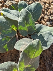 Asclepias solanoana