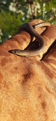 Delma inornata