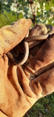 Delma inornata