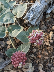 Asclepias solanoana