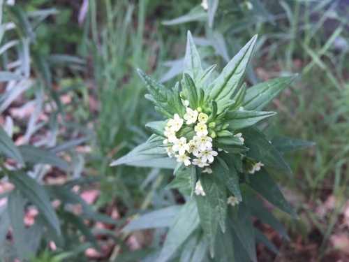 Lithospermum officinale iNat (1)