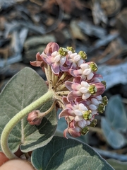 Asclepias solanoana