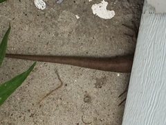 Plestiodon laticeps