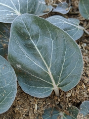 Asclepias solanoana