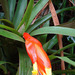 Guzmania nicaraguensis - Photo (c) Dick Culbert, some rights reserved (CC BY)