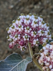 Asclepias solanoana