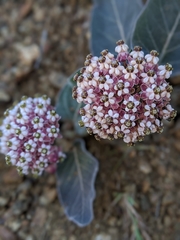 Asclepias solanoana