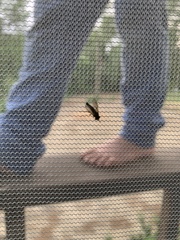 Symphoromyia