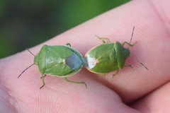 Chlorochroa persimilis