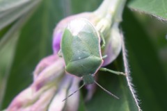 Chlorochroa persimilis