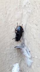 Pelmatosilpha cothurnata