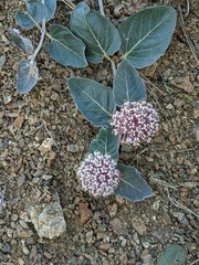 Asclepias solanoana