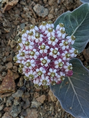 Asclepias solanoana