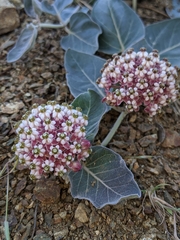 Asclepias solanoana