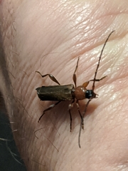 Phymatodes
