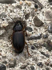Anisodactylus sanctaecrucis