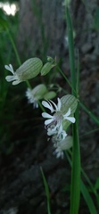 Silene vulgaris