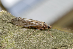 Stenopsyche marmorata