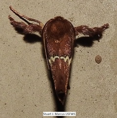 Monoleuca semifascia