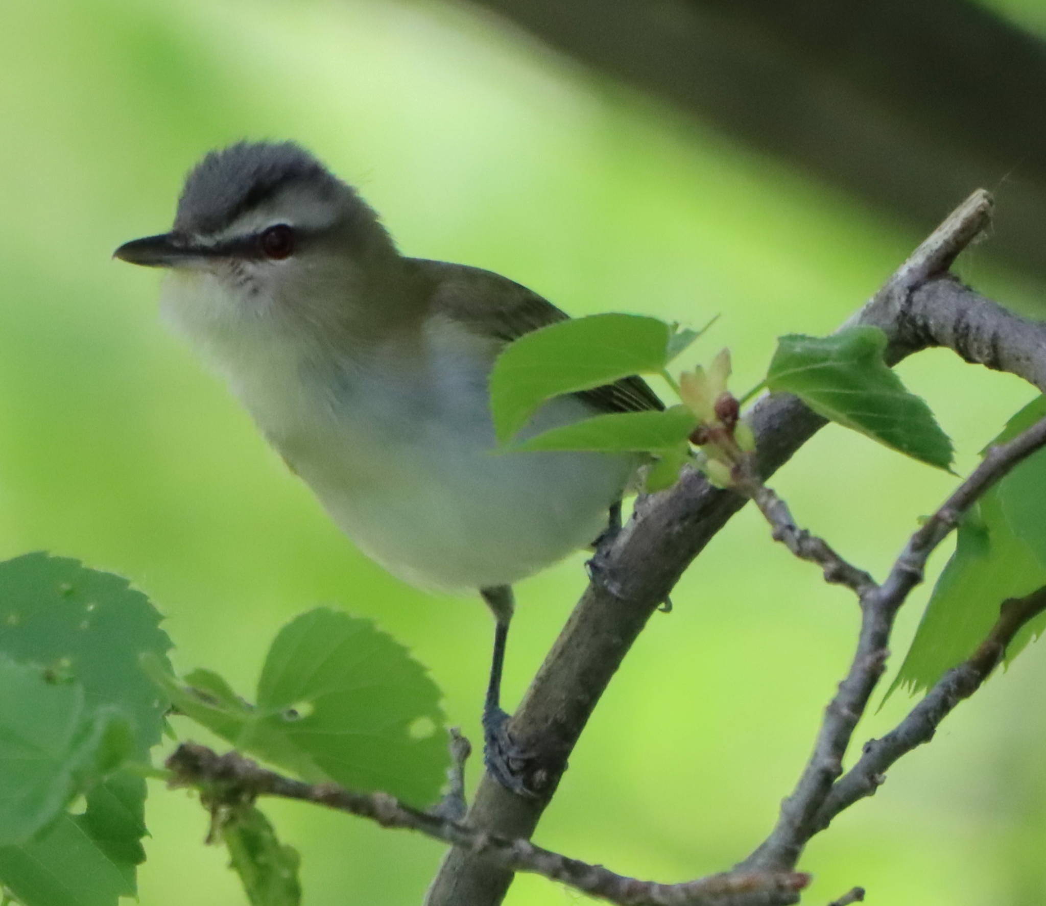 Red-eyed Vireo (Vireo olivaceus)