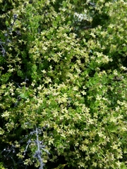 Galium californicum