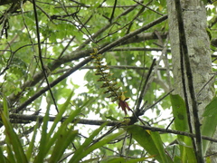 Aechmea angustifolia