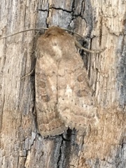 Hoplodrina octogenaria