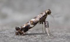 Gracillaria syringella