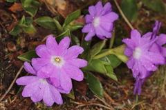 Primula clusiana
