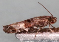 Mompha argentimaculella