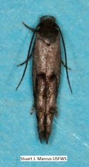 Mompha solomoni