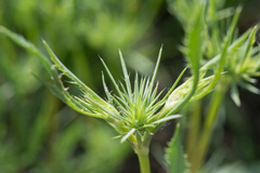 Eryngium petiolatum