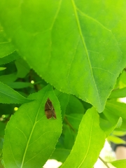 Evora hemidesma