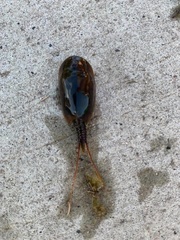 Lepidurus apus